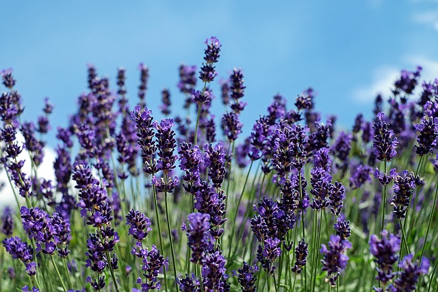 Lavanda