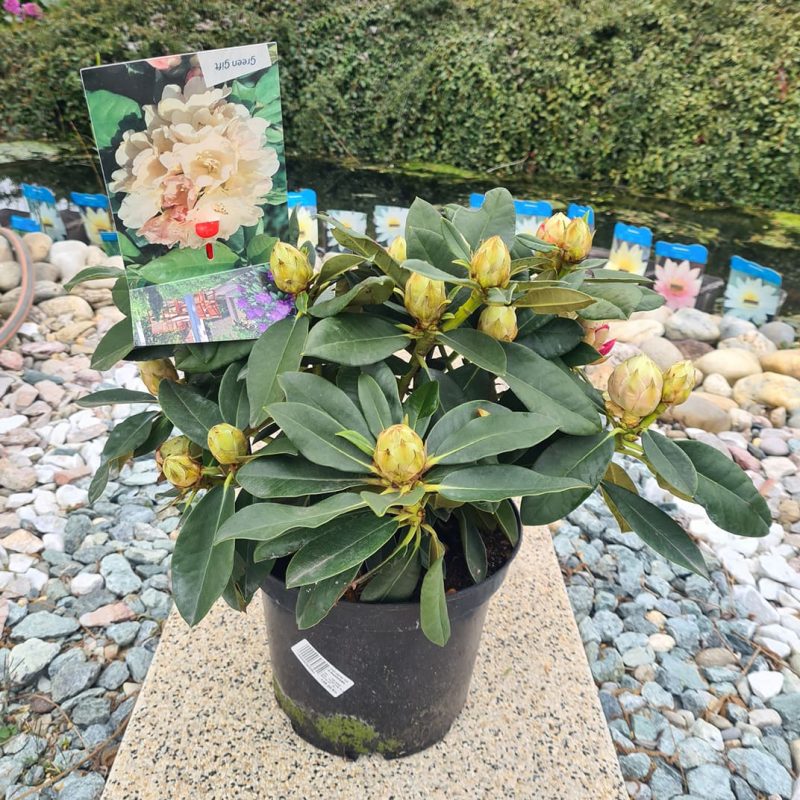 Rododendron
