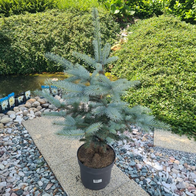 Srebrna smreka