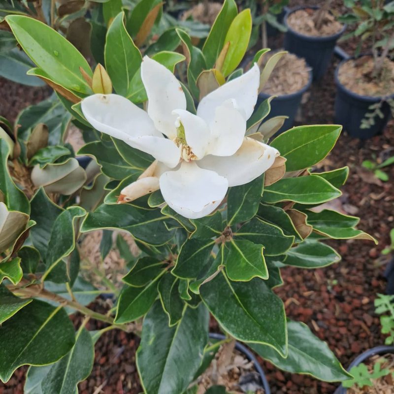 Velecvjetna magnolija