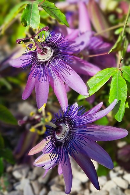 Pasiflora, gospodinova kruna