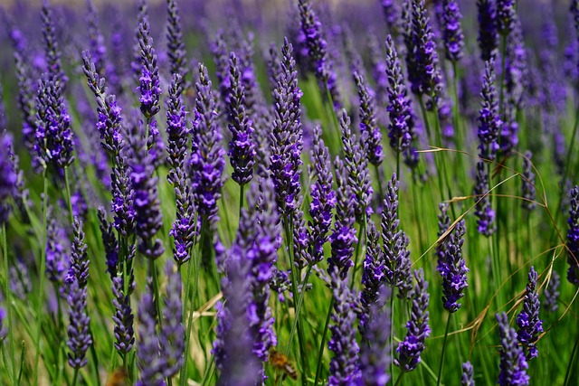 Lavanda